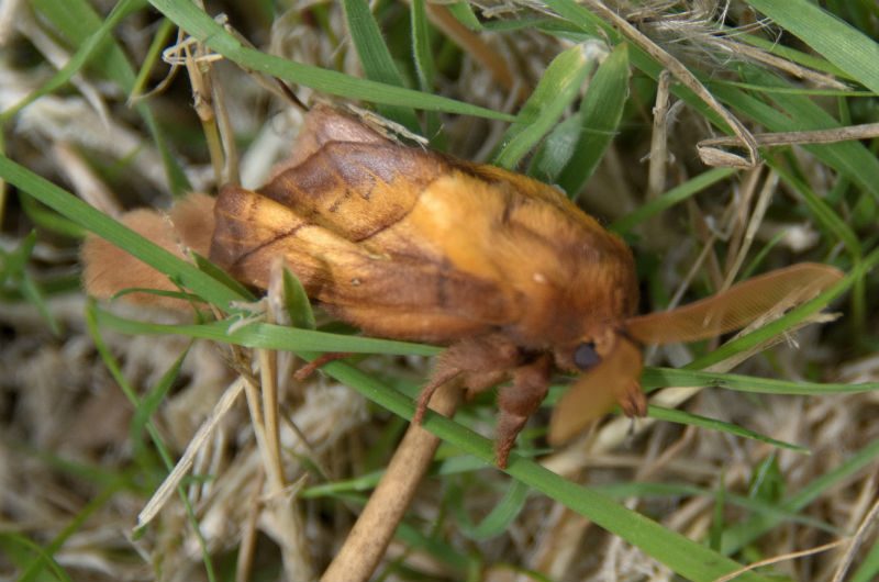 onbekende macro nachtvlinder spinneruil?